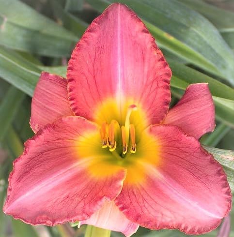 Copper Royale Daylily Root, planta, flores rosadas con centro amarillo