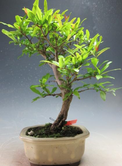 Amazon.co.jp: 盆栽 ネジ幹ザクロの鉢植え盆栽（2560）【現品