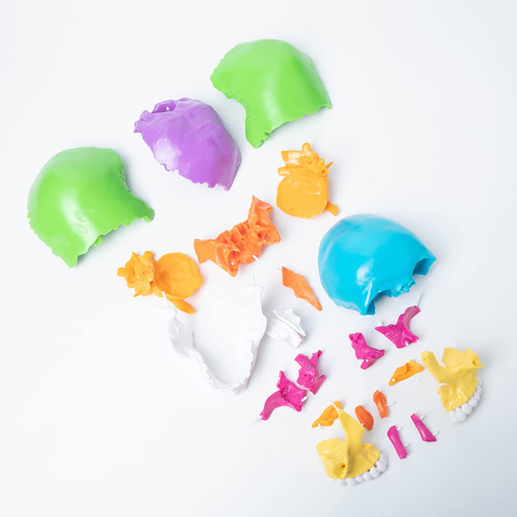 Cranio Modell 1: 1 Farbiges Menschliches Schädelmodell, Anatomisch, In 22 Teile Zerlegbar, Für Schulungszwecke Oder Als Dekoration Für Halloween-Partys.