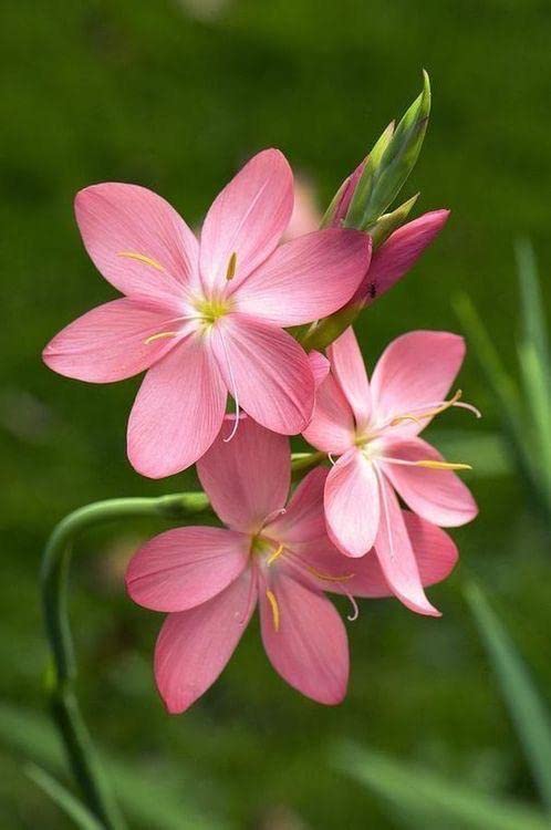 RADHA KRISHNA AGRICULTURE Ixia flower bulbs for Your Garden | multicolor Ixia Flowering Plants bulb | Summer & all season Flowering bulb for home Planters pack of 5 bulbs-image-42