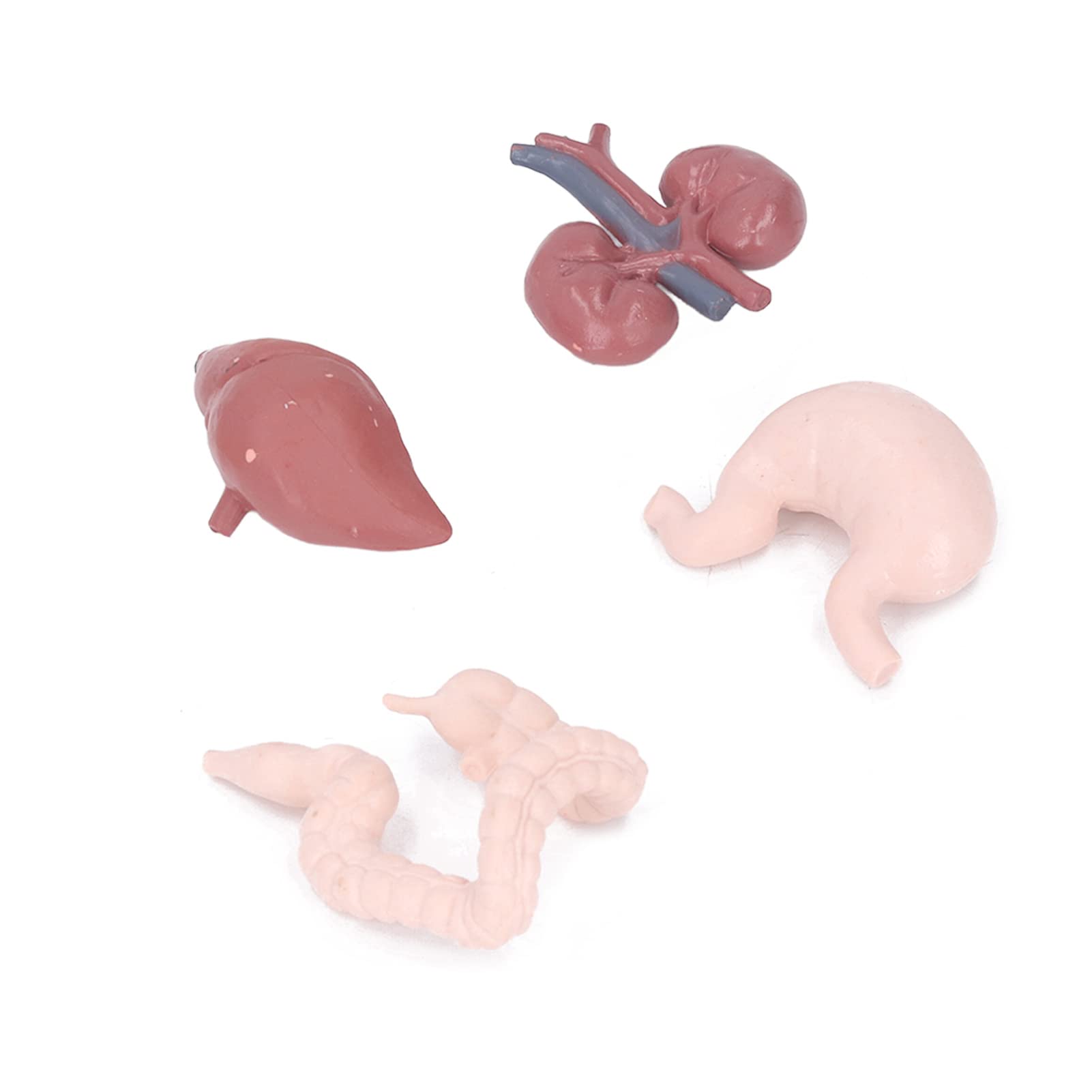 Bonbela Human Organ Model Anatomical Study Tool Body Anatomy Educational Toy with Brain Heart Lungs Liver Stomach Kidneys for School Teaching Patient Explanation - Image 3