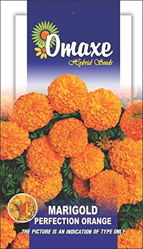 See full amazon price history chart for Omaxe Marigold Perfection Orange - 2 pkts Each 100 Seeds Omaxe Marigold Perfection Orange - 2 pkts Each 100 Seeds (B00LC0K8N6) Amazon Price History, Amazon Price Tracker