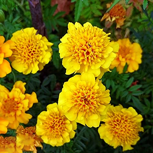 Ringelblumen Samen 150 Gelb Blumensamen Gastgeschenk Winterharte...