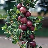 Garten Schlüter