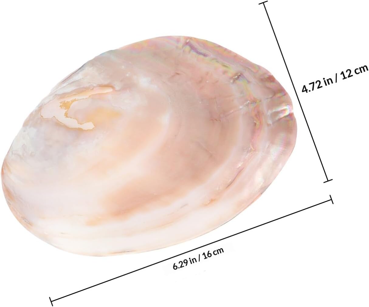 GLEAVI Natural Shell Plate Shell Food Holder Creative Pearl Luster Conch Tray Natural Gloss Dining Entertaining Random Color