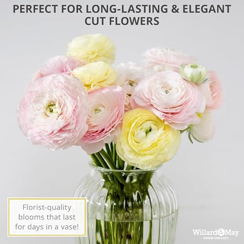 25 Pastel Mixed Ranunculus Bulbs Spring Planting - Buttercup Color Mix Value Bag - Plant in Gardens, Borders & Flowerbeds - Easy to Grow Flowers Bulbs by Willard & May 25 Pastel Mixed Ranunculus Bulbs Spring Planting - Buttercup Color Mix Value Bag - Plant in Gardens, Borders & Flowerbeds - Easy to Grow Flowers Bulbs by Willard & May