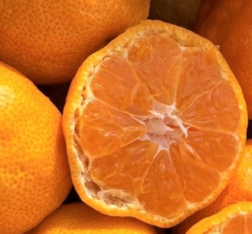 ハウスみかん 1kg 訳あり【2品で+1kg(3kgセット) 3品で+2kg(5kgセット)】愛媛県産 フルーツ 旬の果物