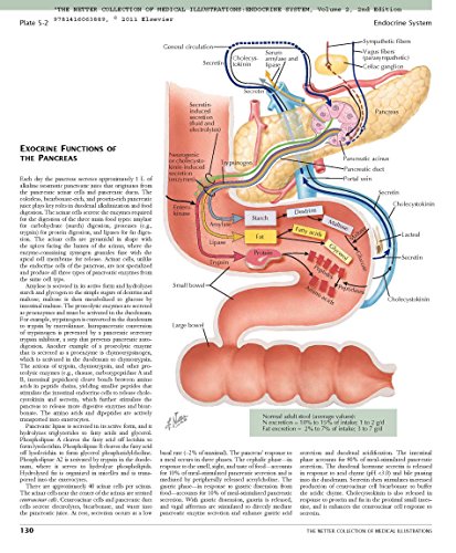 The Netter Collection Of Medical Illustrations: The Endocrine System #TOP4