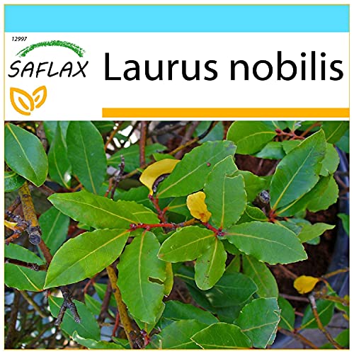 SAFLAX - Kit cadeau - Laurier vrai - 6 graines - Laurus nobilis