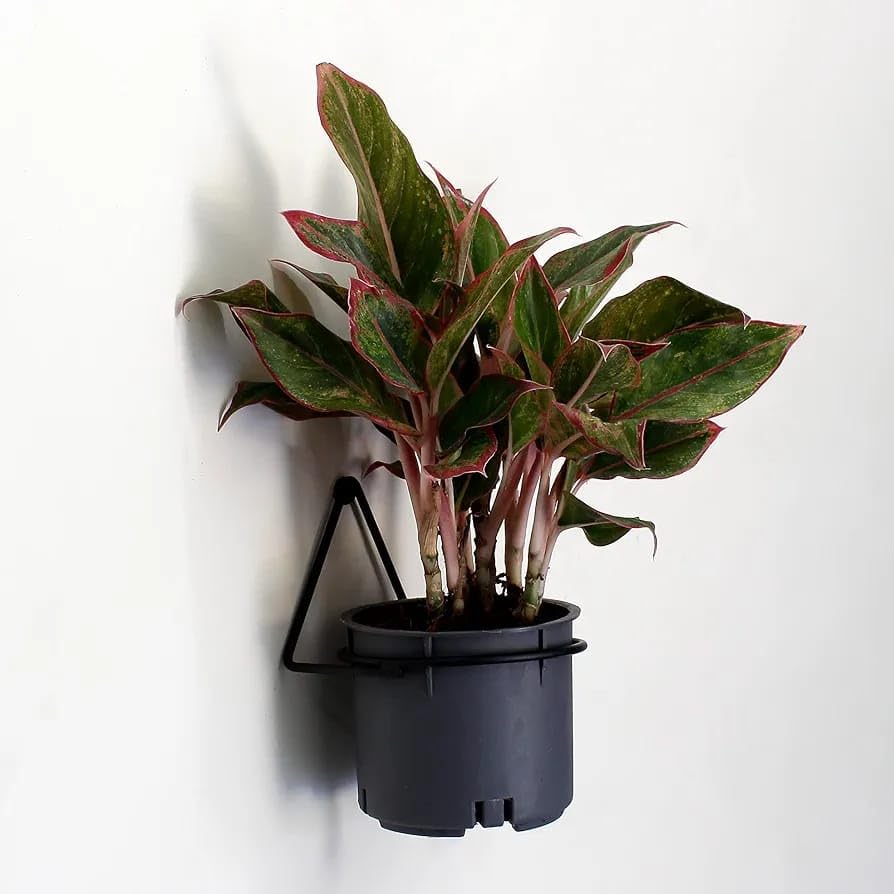 SIRAAJ Indoor & Outdoor Wall Mounted Metal Plant Stand/Flower Pots Shelf For Balcony, Living Room & Garden | Gamla Stand/Planter Stand/Flower Pot Holder Shelf (Pack of 4) | (B0CSNS3X5P) Amazon Price History, Amazon Price Tracker