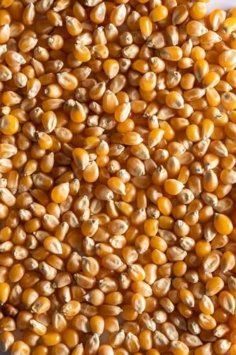 Biojoy BIO-Popcornmais (2 kg), ungesüsst und ungesalzen, Kino Popcorn-Mais