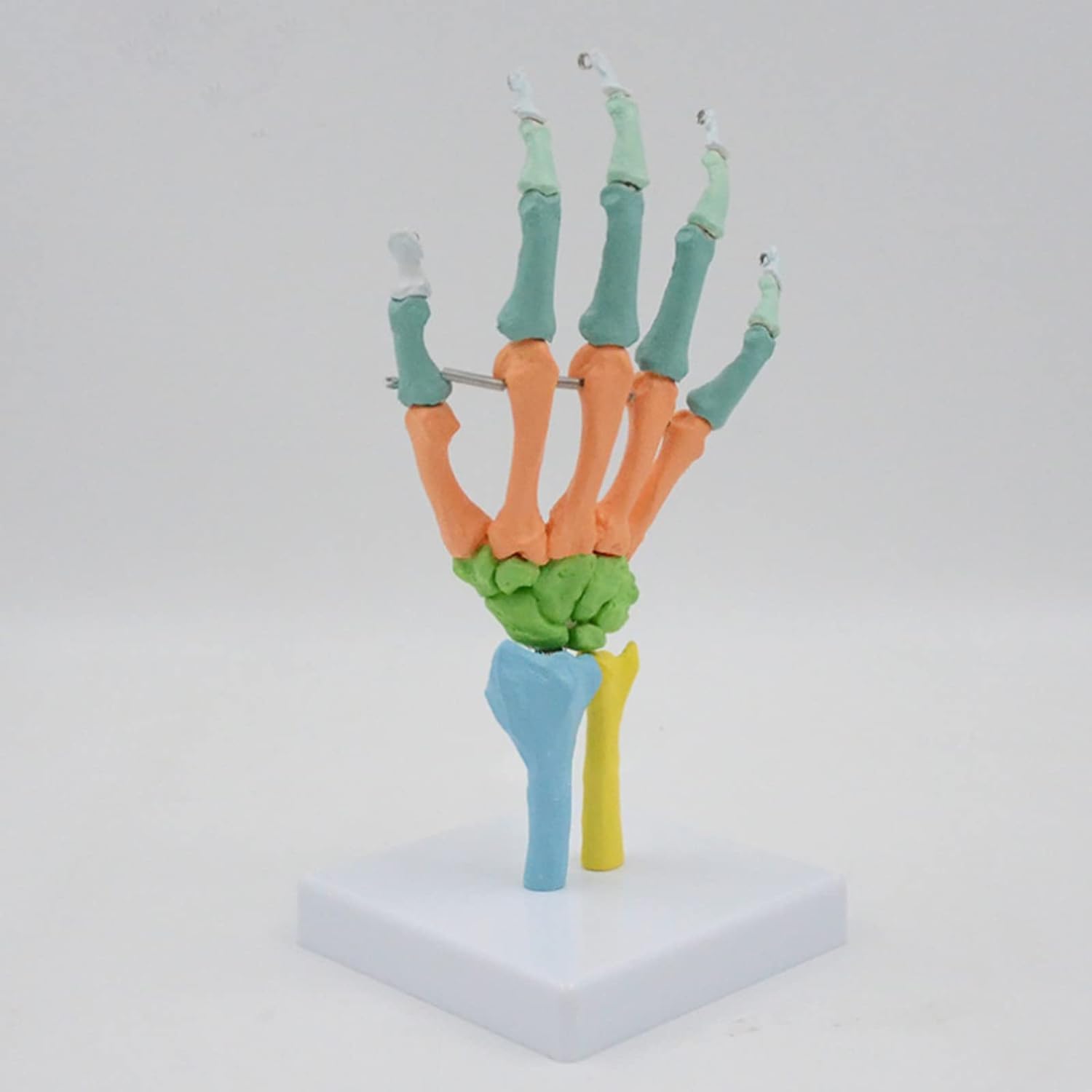 Modelo de Esqueleto anatómico de Mano, anatomía Humana Coloreada con Base para Estudio, exhibición, enseñanza, Modelo anatómico.