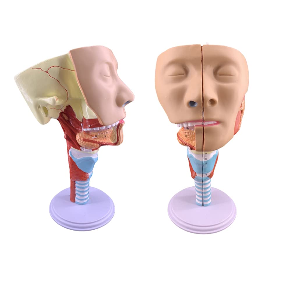 Insegnamento Medico Modello di Gola Laringe Trachea Muscolo faringeo Modello di Anatomia Bocca, Naso e Modello nasale Lingua Muscolo Anatomia Modello di Testa Naturalmente Grande