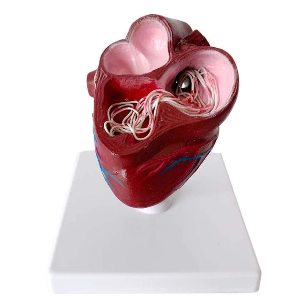 Anatomiczny model serca psa – edukacyjny model z PVC do nauczania weterynarii i szkoleń w opiece zdrowotnej