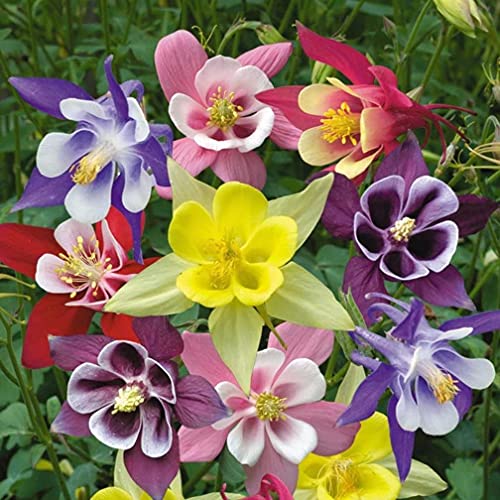 100pcs Seeds Columbine Aquilegia McKanna's Giant Mix Grannyâ€™s Bonnet Perennial Indoor Garden Flowers for Planting Non GMO