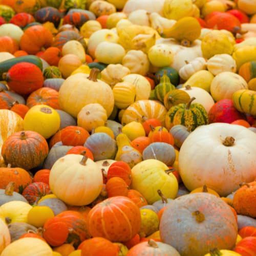 Quast Meerrettich Frische Zierkürbisse | Herbstdeko | Deko-Naturkürbisse | Verschiedene Sorten, Größen und Farben (1 Kiste (5-7 Stück))