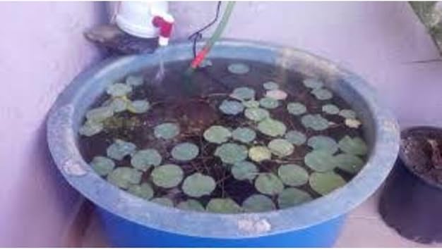 5 Adet Tohum Nadir Bulunan Mavi Lotus Çiçeği Tohumu Lotus Su Çiçeği Tohumu Nilüfer Çiçeği Tohumu, 990786765454ggbg