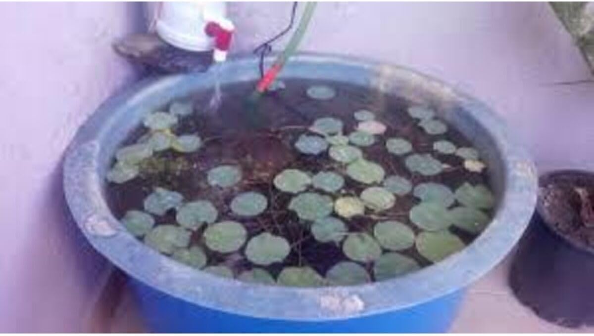5 Adet Tohum Nadir Bulunan Mavi Lotus Çiçeği Tohumu Lotus Su Çiçeği Tohumu Nilüfer Çiçeği Tohumu, 990786765454ggbg