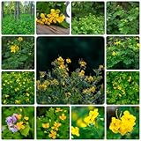 200 piezas Semillas de plantas de celidonia - Semillas de flores Regalo para invitados Chelidonium majus, Jardín de hierbas de interior Hierbas medicinales Semillas de