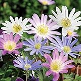 BloomingBulb | 20 Mixed Anemone Blanda Bulbs for Fall | Deer-Resistant & Vibrant | Perfect Perennial Garden Flower 4 to 5 cm Bulb Size