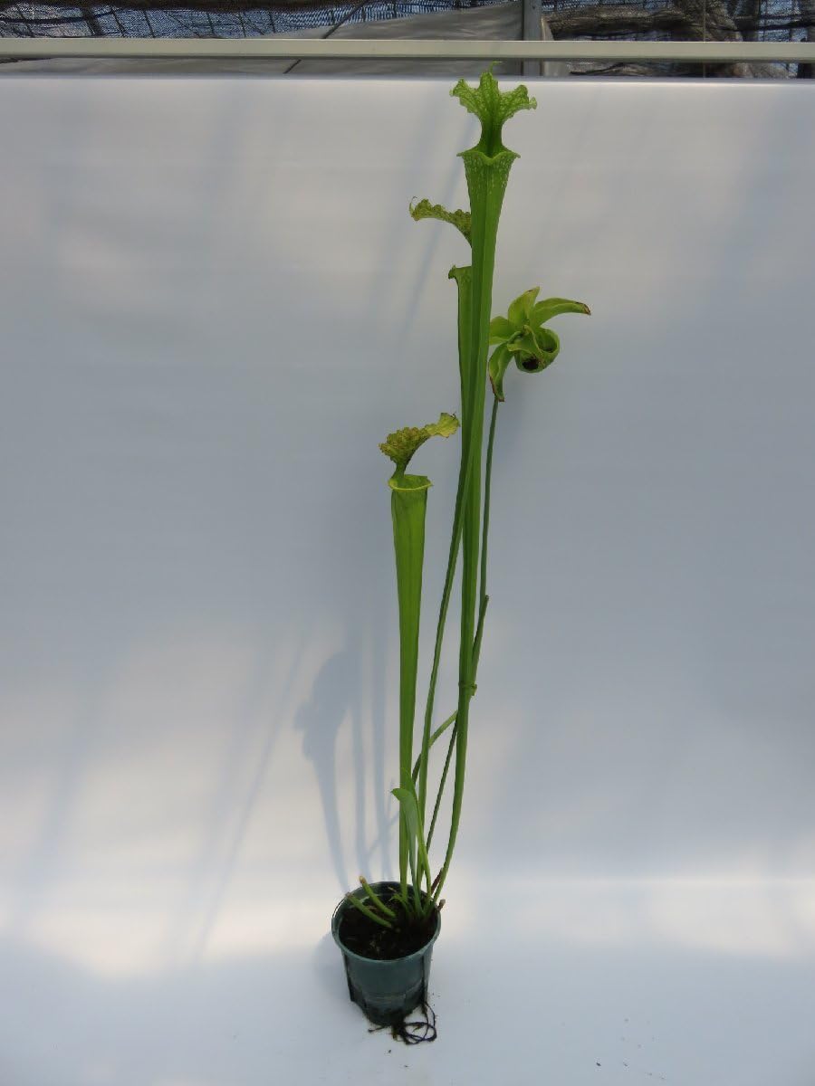 Amazon.co.jp: S.Moorei All Green CK 4号現品限りサラセニア 食虫植物
