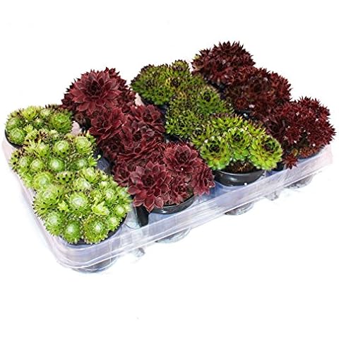 Sempervivum - Set of 12 Different Plants Cover