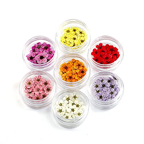 Flores Secas Naturales, 20 piezas para decoración miniatura 2