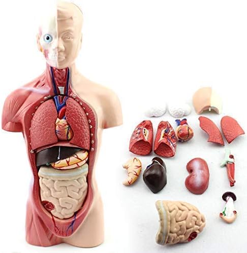 Miniatura 5 de Modelo de cuerpo de torso humano Anatomía Órganos internos médicos anatómicos para enseñar Modelo educativo desmontable de ciencia médica Nuevo