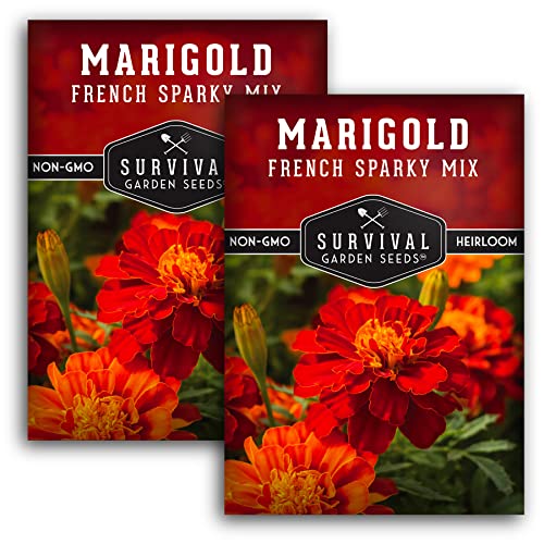 French Sparky Marigold Seeds for Planting - Grow Red & Orange Patula Flowers in Your Home Vegetable Garden - Heirloom Non GMO - Survival Garden Seeds (2 Packs)