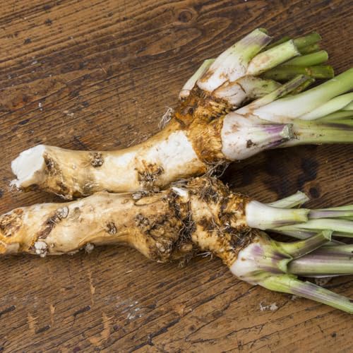 semi di rafano biologici - decorativa balcone Giardino interno, resistenti 300pcs