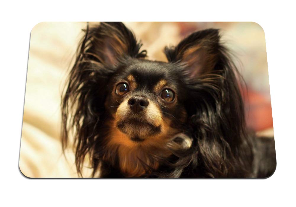 Amazon 26cmx21cm マウスパッド 犬ふわふわおかしい目の斜視 パターンカスタムの マウスパッド Bingbongbu マウスパッド 通販 Amazon 26cmx21cm マウスパッド 犬ふわふわおかしい目の斜視 パターンカスタムの マウスパッド Bingbongbu マウスパッド 通販