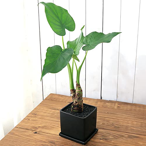 ycharmziϗtAjV}NYC 픫A }bgubNhiPj󂯎Mt n⍻  K^ N kC~Gs