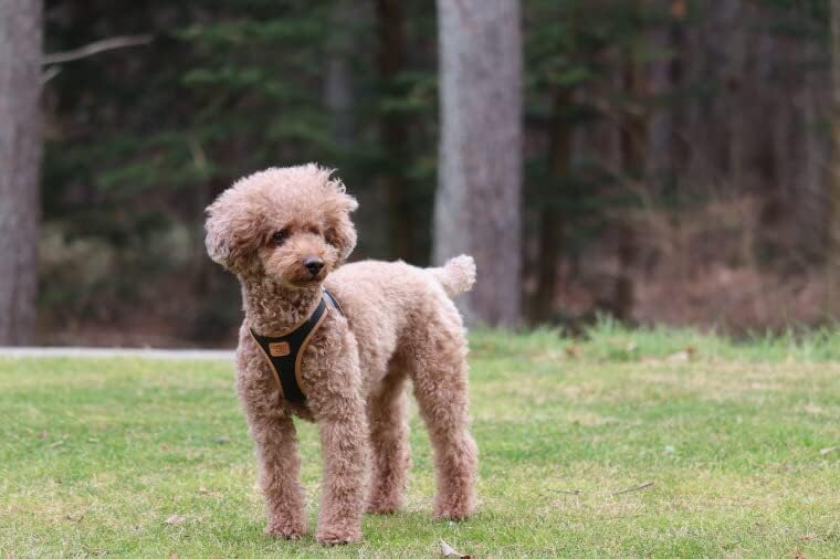 Curli Premium Collection Apple Leather Harness Clasp Clasp/Apple Leather Harness Black 3XS