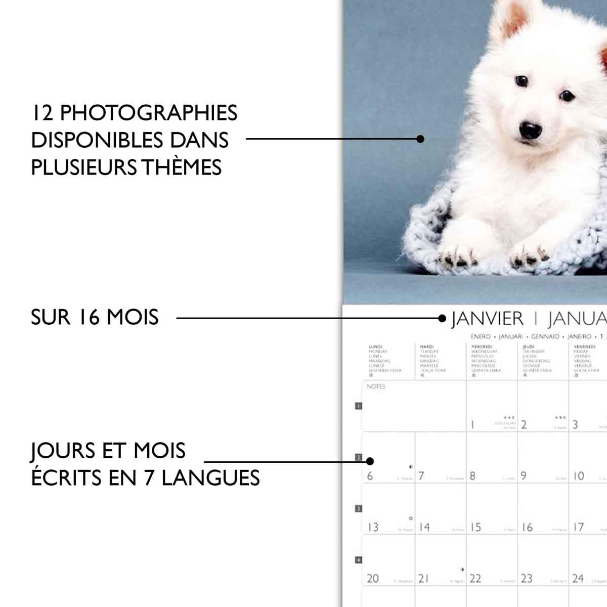 DRAEGER PARIS 1886, Large Wall Calendar 29 x 29 cm 2025-7 Languages, September 2024, December 2025, Various Themes: Dogs - Image 3
