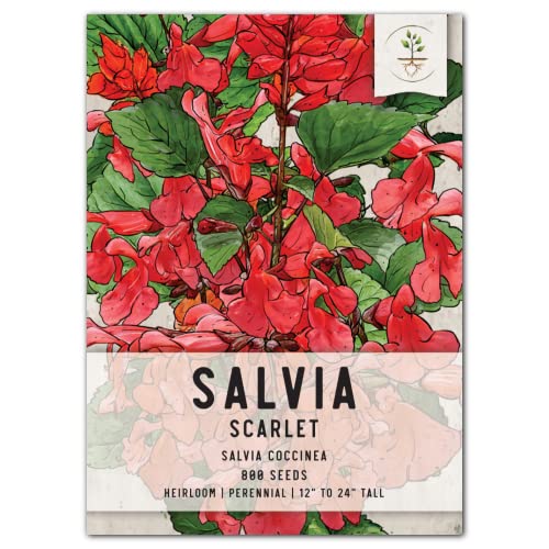 Seed Needs, Scarlet Red Sage Seeds For Planting (Salvia Coccinea) Single Package Of 800 Seeds - Heirloom & Open Pollinated - Attracts Pollinators #TOP16