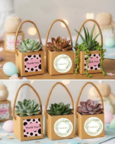 Cajas de regalo para suculentas con 30% de descuento - 40 unidades