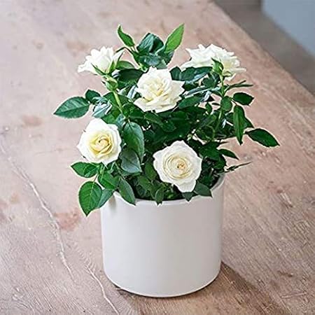 Rameshvar Enterprises | White Roses Live Plant