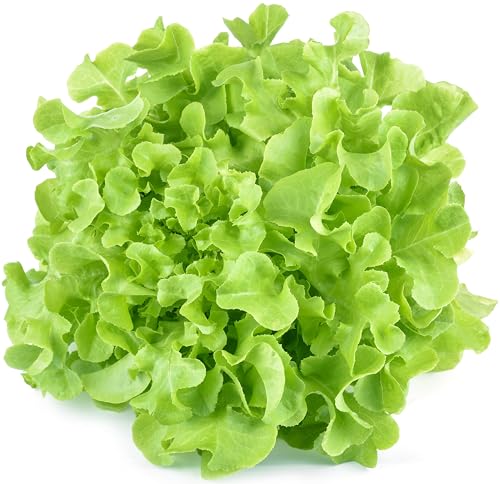 1000+ Oakleaf Lettuce Seeds - Heirloom Non-GMO USA Grown - Leaf Lettuce Seeds for Planting by RDR Seeds