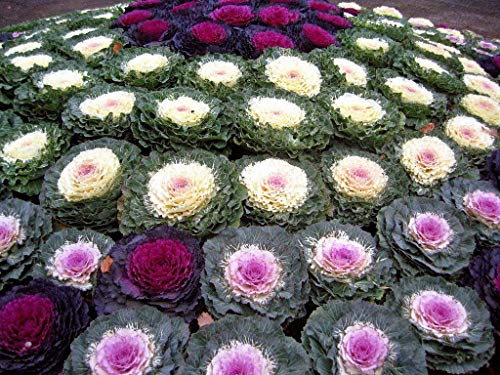 Colorful Japanese Ornamental Cabbage Osaka Mix Seeds For Planting Around 45 Seeds #TOP6