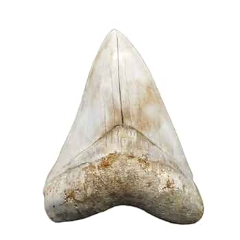 大きなメガロドンの歯の化石 121mm mg1202 楽天市場】【送料無料】【メガロドン /化石/歯/恐竜】極上