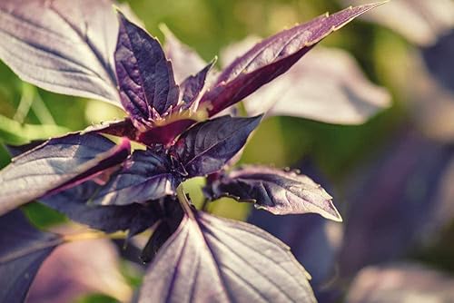 Miniatura 4 de Semillas de albahaca dulce de ópalo oscuro para plantar, más de 500 semillas de hierbas tradicionales por paquete, semillas de jardín de Isla