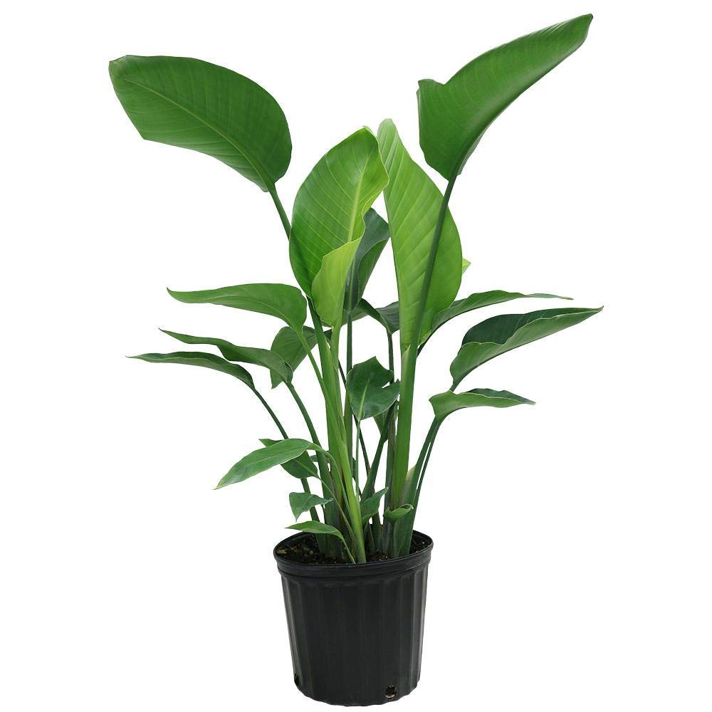 Seedlings India live plants outdoor | Exotic Rare Plants Bird of Paradise Indoor Plant | Home Garden Office Decoration Indoor/Outdoor Live Plants (B08X3D2Z98) Amazon Price History, Amazon Price Tracker