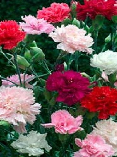 Just Seed - Flower - Dianthus - Carnation - Chabaud Mixed - 300 Seeds