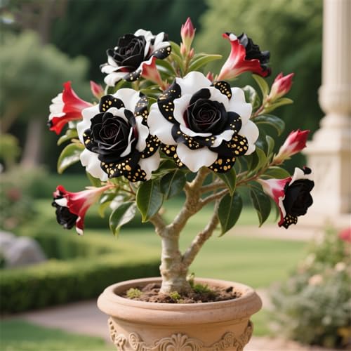 Winterhart Wüstenrose Rhizome,WüStenrosen Zwiebeln, Mysteriöse magische Glühbirne,...