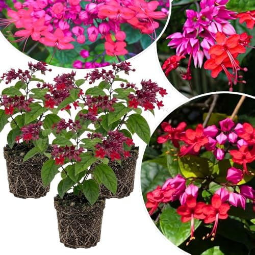 Set 3 Red Bleeding Heart White Plants Live 4-6 Inch Tall Red Clerodendrum Plant Bleeding Heart Flowering Vine Plants Blooming Flowering Vine for Garden Planting