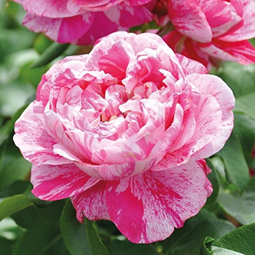 Kölle's Beste! Kletterrose ’Colibri Fabfestival®‘ ist eine zweifarbige, duftende Rose. Die gefüllten Blüten sind pink-weiß gestreift und haben eine nostalgische Form. Im 6 Liter Topf.