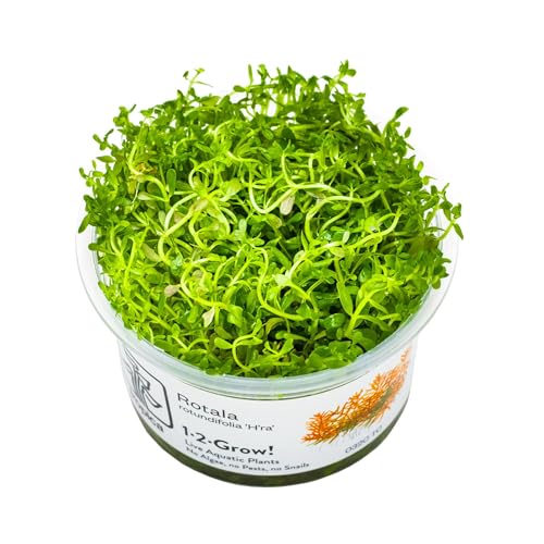 Tropica Rotala 'H'ra' 1-2-GROW! Aquarienpflanze Laborgewachsen