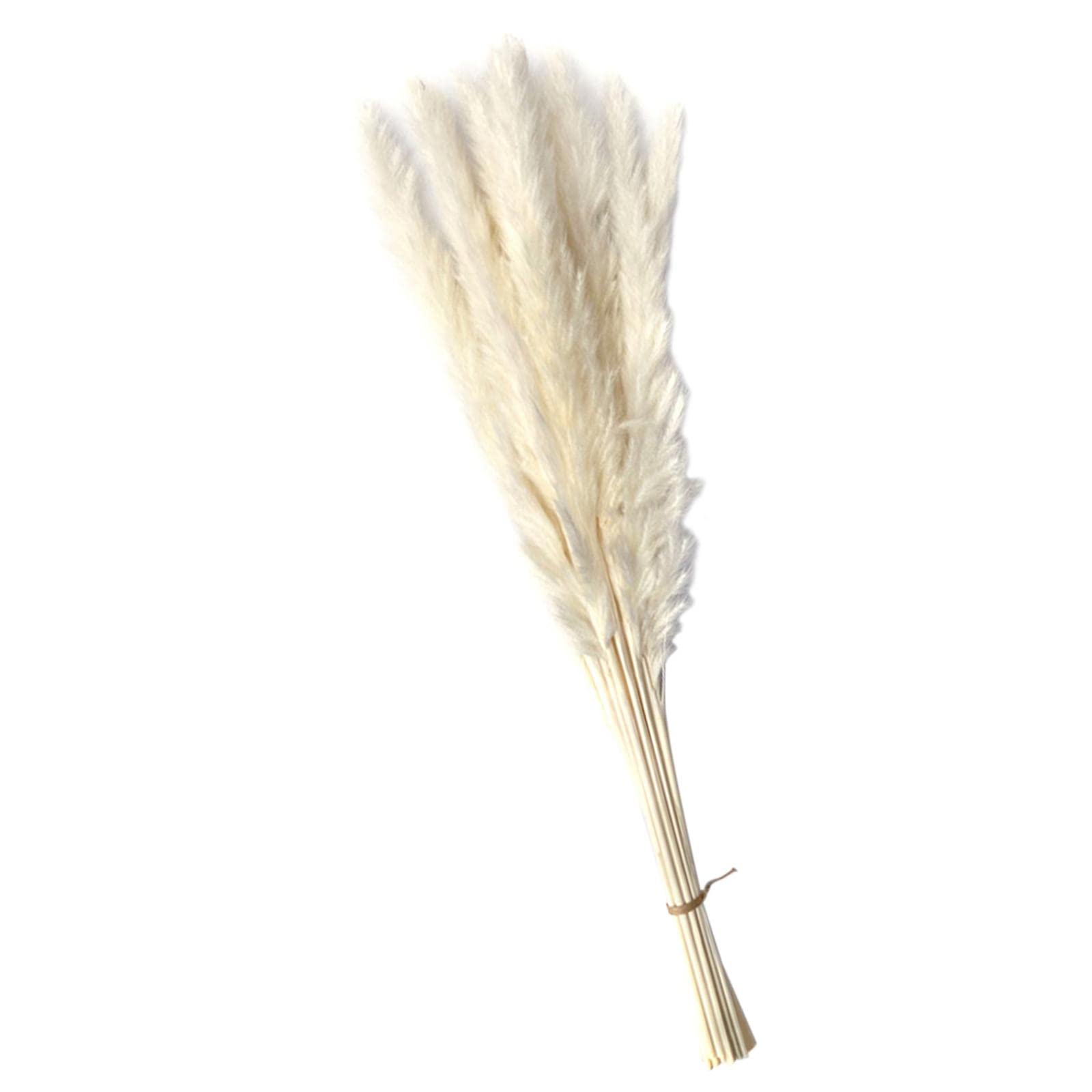 CALANDIS Dried Pampas Grass Bunch Bouquet Phragmites Reed Flower White 15Pcs | Dried Flowers | 1 Bag Natural Dried Pampas Grass-picture-22