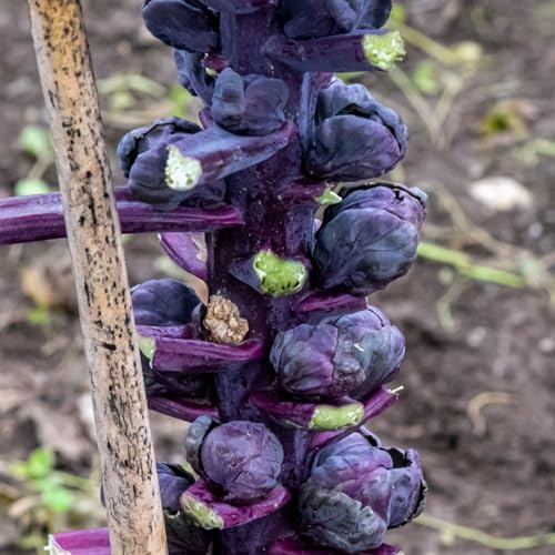 250+ Red Brussels Sprouts Seed for Planting - Unique Brassica Plants in Your Home Vegetable Garden- Non-GMO Heirloom Seed
