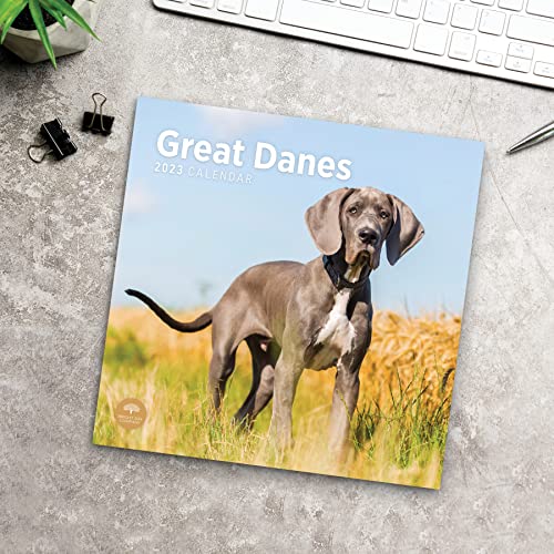 2023 Great Danes Wall Calendar By Bright Day, 12X12 Inch, Cute Adorable Pet Puppy Dog Photography #TOP3